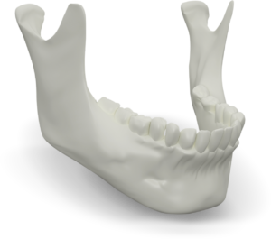 Jaw Bone