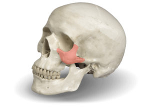 Zygomatic bone for [specialty]